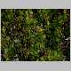 Coprosma ernodeoides-m.jpg
